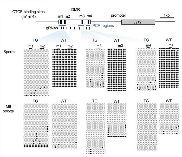 Figure 1. Complete erasure of DNA methylation at H19-DMR in edited sperm. Adopted from Figure 2d in...