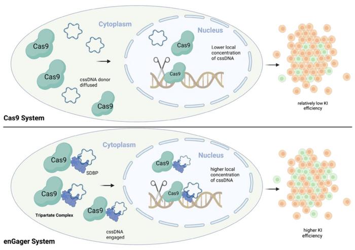 Figure 1. Schematic of the enGager system. The engineered Cas9 with single-stranded DNA binding...