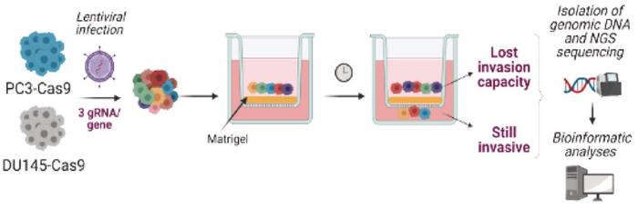 Figure 3. Graphical scheme of the experimental design of CRISPR-Cas9 screenings of of PC3 and DU145...