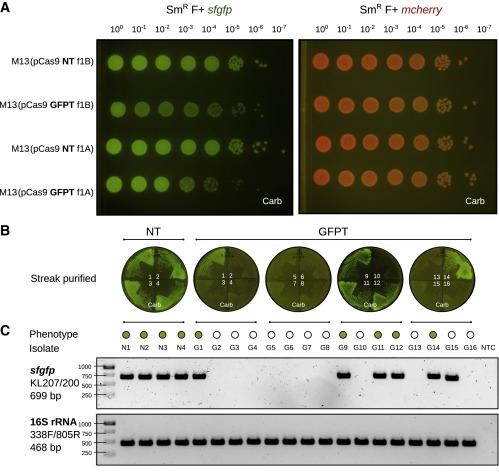 Figure 1: Strain-specific targeting by M13-delivered CRISPR-Cas reagents. A) Left panel - sick...