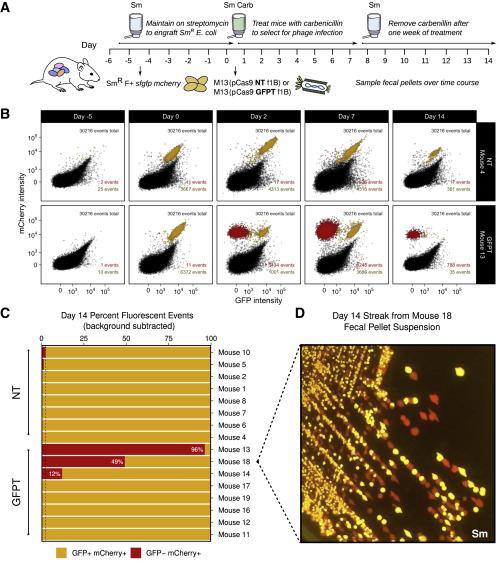 Figure 2: Strain-specific depletion by M13-CRISPR. A) Experimental timeline. B) Loss of GFP signal...
