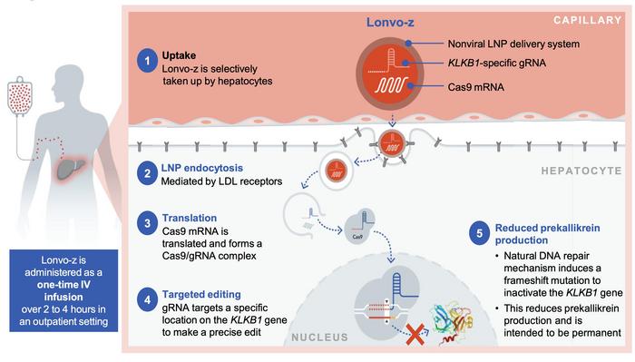 Figure 1. Schematic of lonvo-z delivery and editing. The lipid nanoparticle is taken up by...