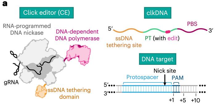 Noticias: Última hora: el software Click Editing supera al software Prime Editing para escribir genomas con precisión