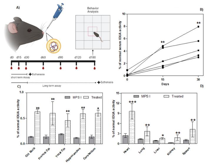 Figure 1. A) Schematic timeline of short- and long-term studies. B) Serum enzyme activity after 15...