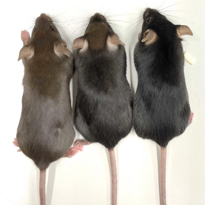 Figure 1. Mice with PKU don't develop severe disease symptoms but are easily recognised by a lighter...