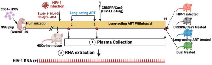 Figure 1. Study scheme showing the infection times, treatment
details, plasma collection and RNA...
