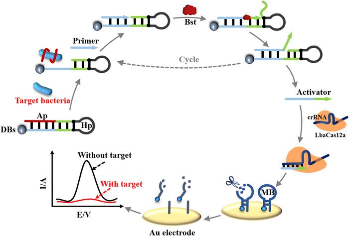 Schematic of the PER-assisted CRISPR-Cas12a system for E. coli O157:H7 detection by differential...