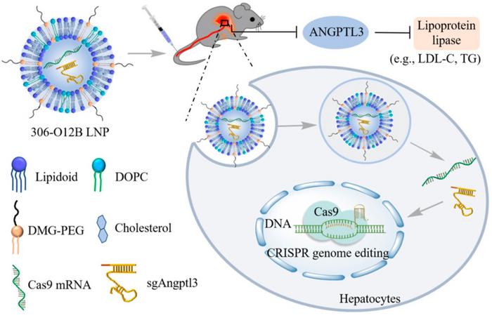 Schematic illustration of LNP-mediated in vivo CRISPR-Cas9–based genome editing to induce...