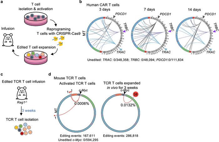 News: Highlight: DNA Breaks Facilitate Transfer of mtDNA into the ...