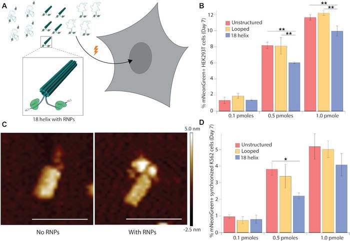 Figure 2. A) Schematic of CRISPR–Cas9 binding to the terminal ends of DNA templates. B+D) Knock-in...