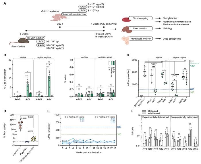 Figure 2. Correction of the Pahenu2 allele in vivo in mice using prime editing. Please see Figure 4...