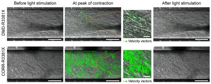 Ad-GFP plasmids obtained by the AdEasy or AdBlue system were transfected into AD-293 cells for...