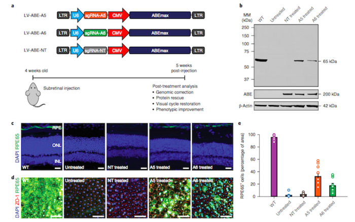 Restored RPE65 expression in rd12 mice. a, Lentiviral genomes used in vivo. b, Western blot...