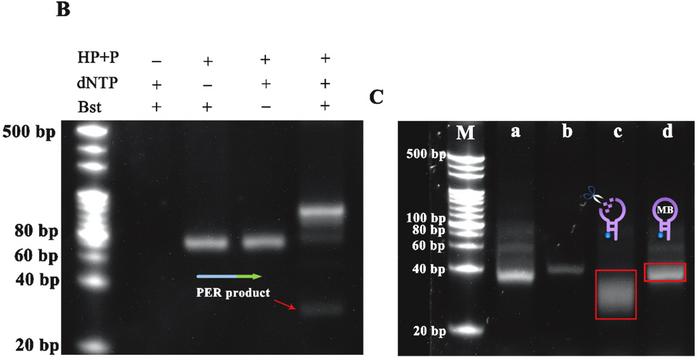 B) Characterisation of the PER reaction product. C) Oligos used for signal amplification: lane a,...