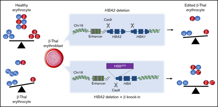 Restored RPE65 expression in rd12 mice. a, Lentiviral genomes used in vivo. b, Western blot...
