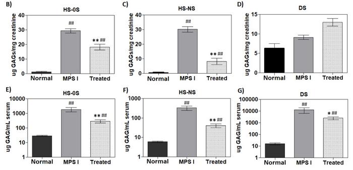Figure 3. GAG levels at six months. B-D) Urinary GAG levels expressed as μg GAG/mg creatinine. (E-G)...