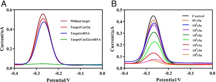 A) DPV characterisation of the electrochemical signal with and without CRISPR-Cas12a. B) Performance...