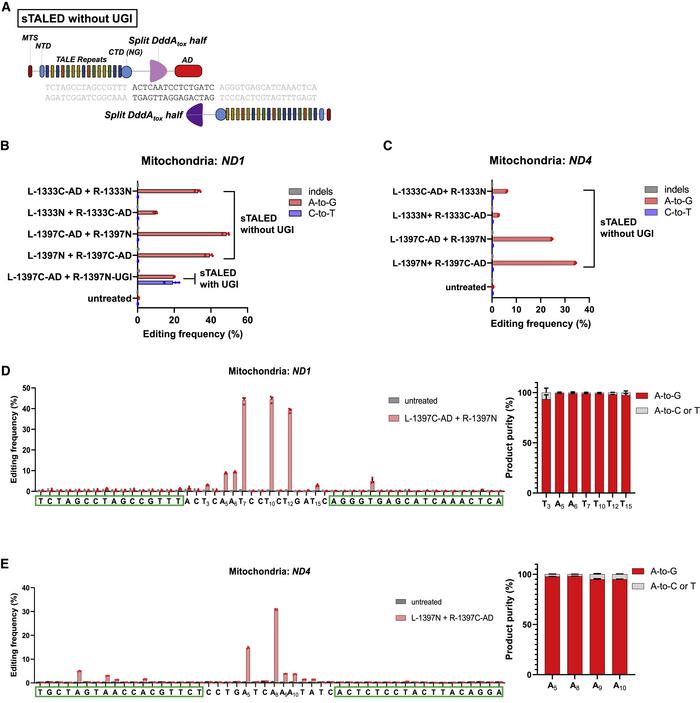 Split TALED system (A) Split TALED without uracil glycosylase inhibitor (UGI) targeted to ND1. (B,C)...