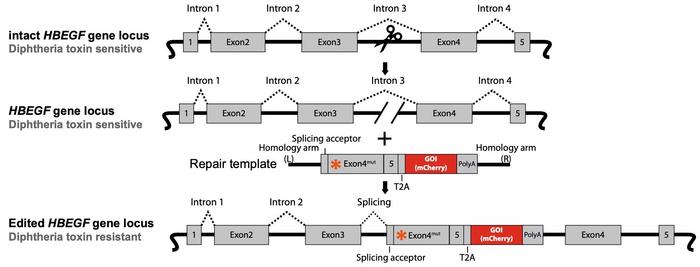 Schematic of the strategy for enrichment of DNA knock-in at the Hbegf locus. From Nature...