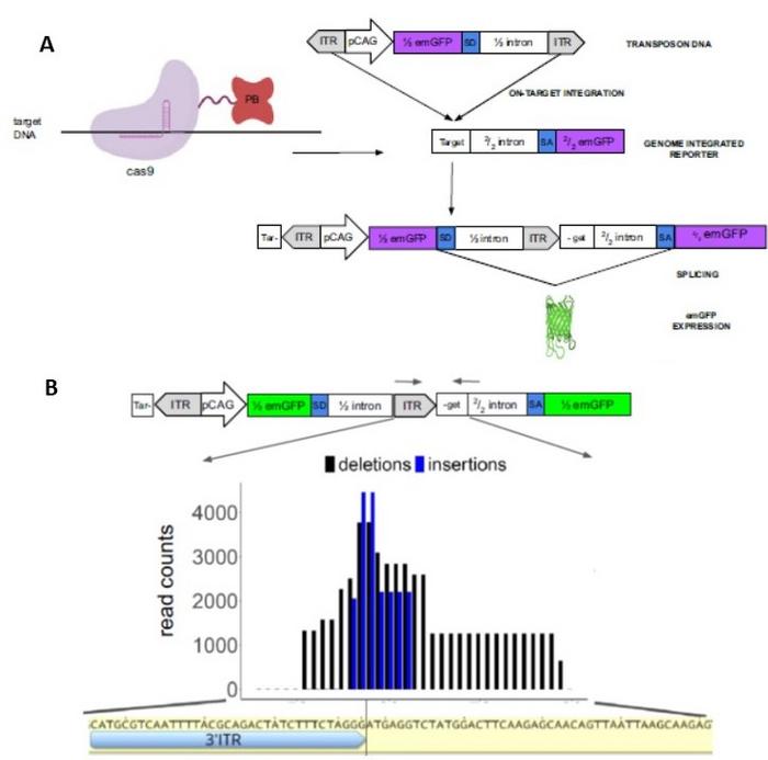 图 1. FiCAT 基因写入技术。 A. Cas9-piggyBac 融合蛋白和转座子插入...