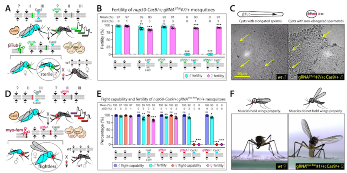 Figure 1: A-C - Methodology behind β-Tubulin disruption and its effect on male fertility. D-F –...