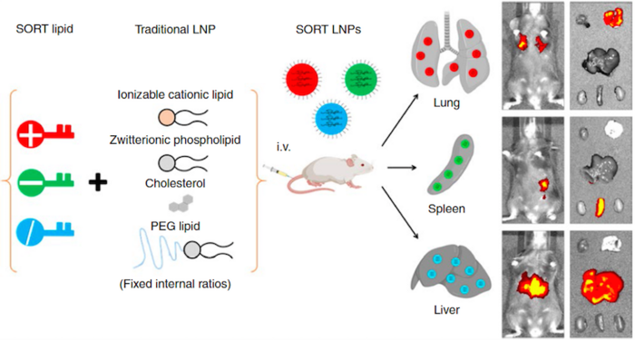 Figure 1: Addition of a SORT molecule to traditional LNPs systematically alters their in vivo...