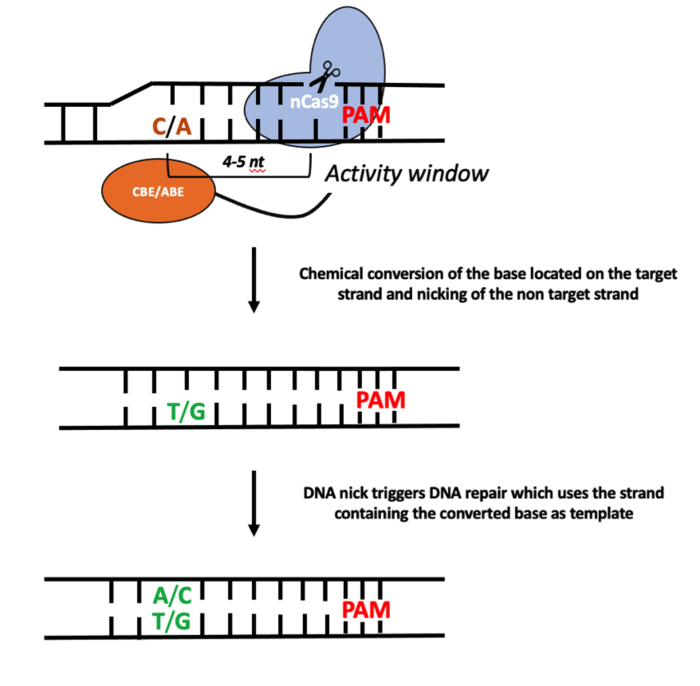 DNA Explainer: What is the standard operating procedure for Prime