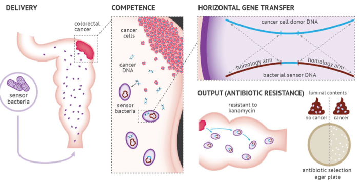 Fig. 1. Schematic overview of engineered bacteria used to detect tumour DNA. Engineered A. baylyi...