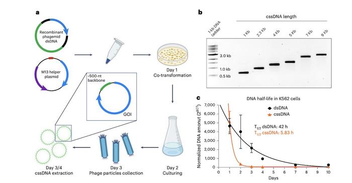 Figure 1. Production and characterisation of cssDNA. A) Schematic of bacteriophage-based cssDNA...