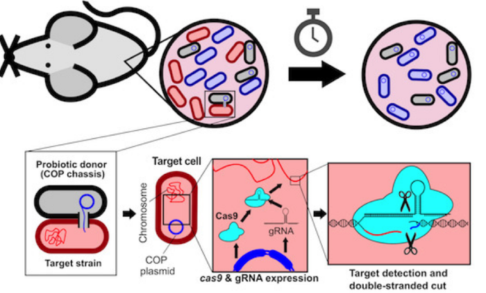Figure 1: Addition of a SORT molecule to traditional LNPs systematically alters their in vivo...