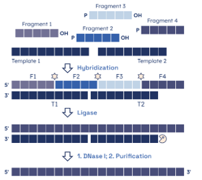 Figure 1. Graphical description of workflow: a conjugative plasmid is used to deliver a CRISPR...