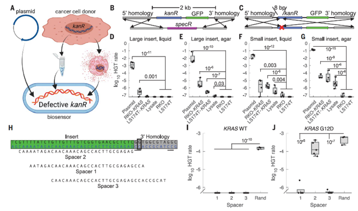 Researchers Engineer Bacteria That Can Detect Tumor DNA