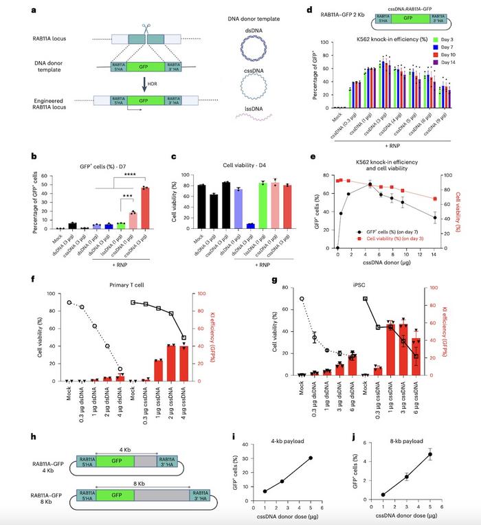 Figure 2. CRISPR-mediated GFP knock-in efficiency and cell viability. A) RAB11A locus integration....