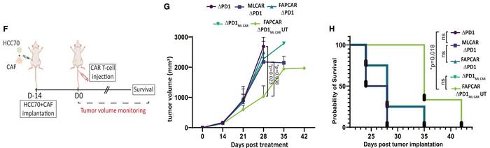 Figure 2. In vivo assay of dual CAR T cells. F) Schematic representation of the structure of the orthotopic mouse model...