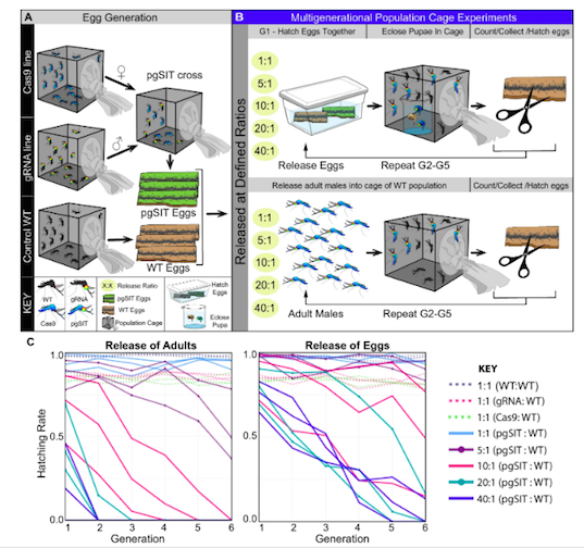 Figure 2. A – Generation of Cas9, gRNA and wild-type lines. B – Cage trials with release of eggs or...