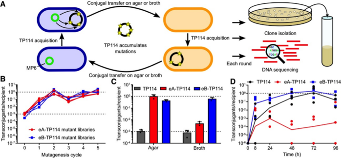 Figure 3. A – Adaptive laboratory evolution schematic. B – Quantification of mutant library...