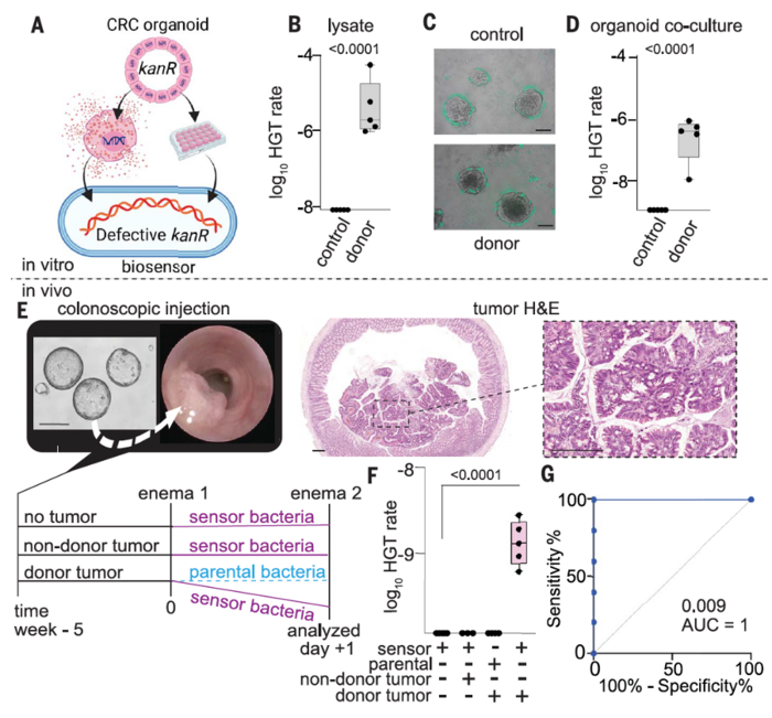 Researchers Engineer Bacteria That Can Detect Tumor DNA