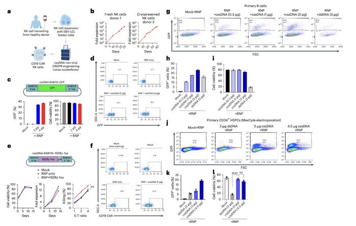 Figure 3. Non-viral genomic engineering using cssDNA in primary human immune cells. A-F) NK cell...