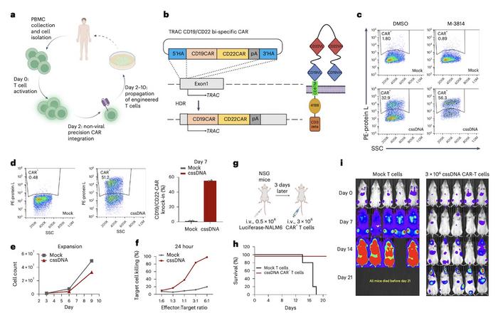 Figure 4. Functional CAR-T cell engineering using cssDNA. A-B) Engineering protocol and CD19/CD22...