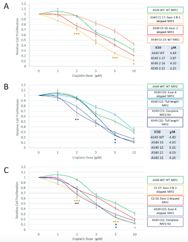 Proliferation capacity of wild type and NRF2-modified A549 clonal cell lines in response to...