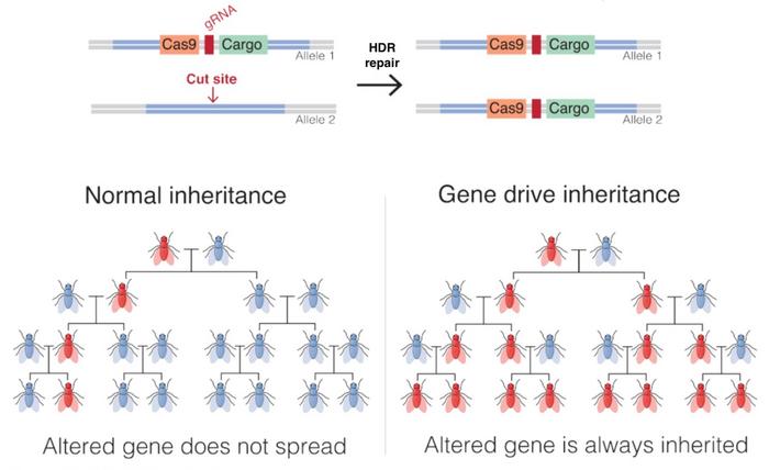 DNA Explainer: What is the standard operating procedure for Prime