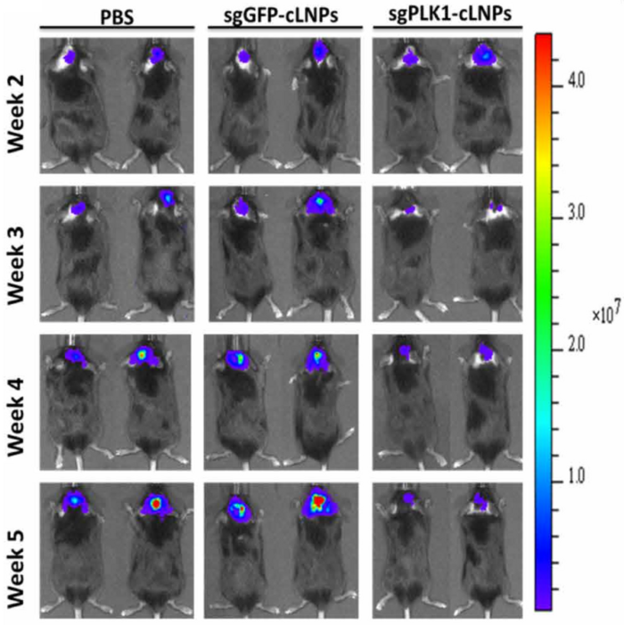 Tumor growth inhibition by single-dose treatment with cLNPs. Representative bioluminescence imaging...