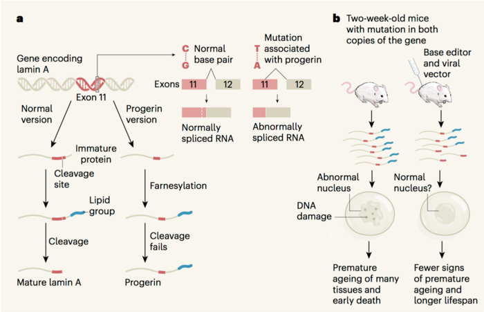 Progeria Therapy