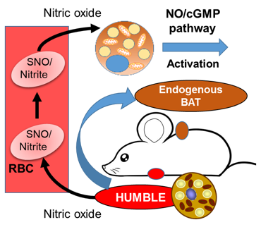 Graphic summary of the project showing how fat transplant can make mice leaner. CRISPR-engineered...