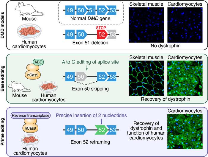 Schematic of the two disease models (top), the base-editing strategy for exon 50 skipping (middle),...
