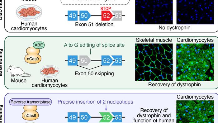 Graphical abstract showing how dual gRNAs lead to predictive deletion by NHBEJ without inserting or...