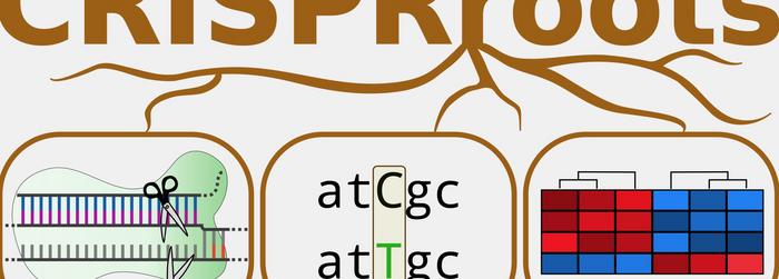 Graphical abstract showing how dual gRNAs lead to predictive deletion by NHBEJ without inserting or...