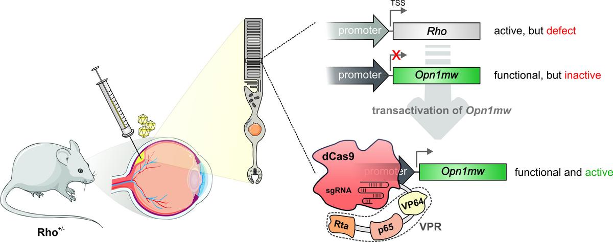 News: Curing hereditary blindness with CRISPR-Cas without cutting the ...