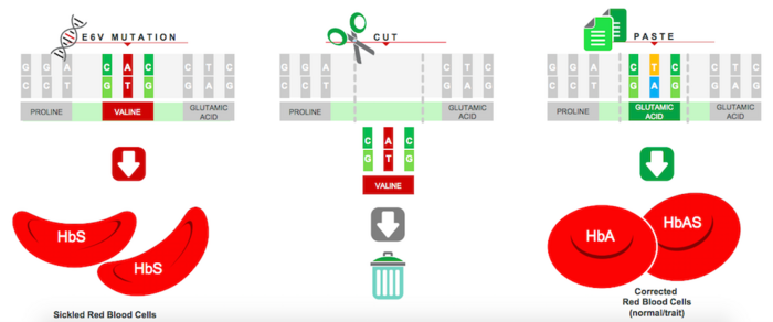 Graphite Bio's CRISPR-Cas9 approach to correcting SCD. Image from company presentation at 39th...