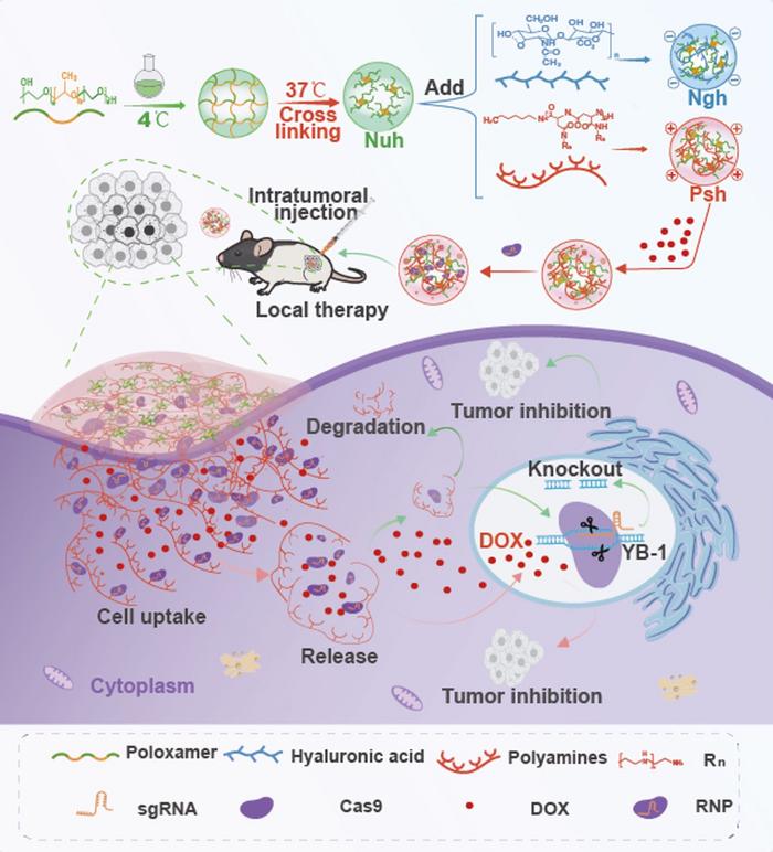 Figure 1. Schematic of the preparation, delivery, and intracellular fate of Psh@DOX@RNP. Reproduced...
